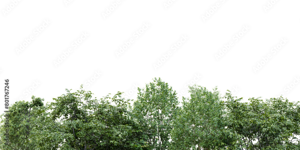 Poster forest isolated on white background 3d rendering png