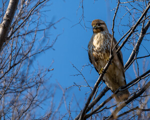 Eastern buzzard