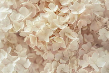 A close up of a bunch of white flowers with a soft, delicate appearance