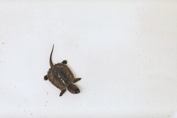 Cayman turtle, vulture, baby, small, shell, biting, free space, on a white background, top view, background image, background