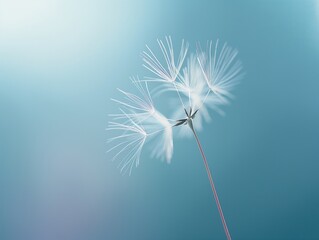 Close-up of a dandelion seed head with delicate seeds against a soft blue background.