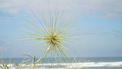 Fototapeta premium Spinifex sericeus on a background of white clouds and blue sky. Focus selected