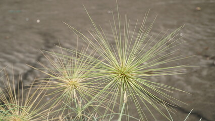 Spinifex sericeus on beach sand background. Focus selected, background blurred