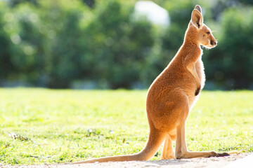 The red kangaroo joey explores its surroundings during the day. The red kangaroo is the largest of all kangaroos, the largest terrestrial mammal native to Australia, and the largest extant marsupial. - obrazy, fototapety, plakaty