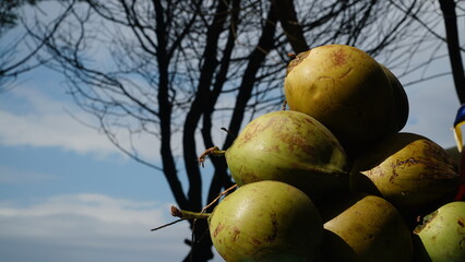 Pile of coconuts. Tree silhouette and blue sky background. Focus selected, blurred background