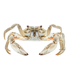 side view of crab transparent isolated on white png