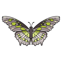 Malachite is a neotropical brush-footed butterfly. Vector illustration 