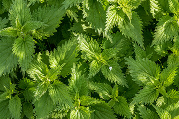 Nettle background. Stinging nettle. Fresh leaves of Nettle plant