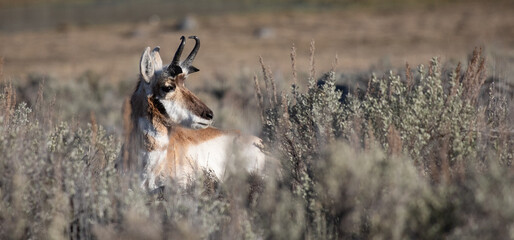 A pronghorn buck laying in the sage brush in Yellowstone National Park.