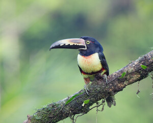 a collared aracari perching on a branch