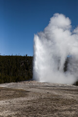 Old Faithful geyser at Yellowstone National Park in full eruption.
