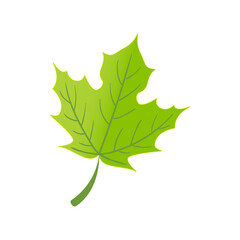 Leaf plant foliage illustration on white