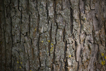 Tree bark rough and weathered, featuring cracks