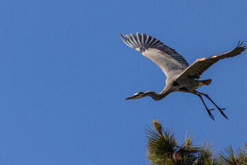 flying great blue heron with blue sky 
