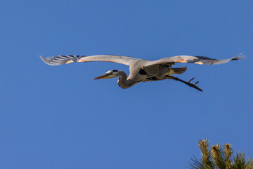 flying great blue heron with blue sky 