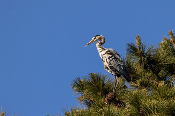 flying great blue heron with blue sky 