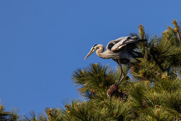 Great blue herons hatching on the tree