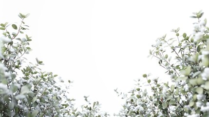 plants at the bottom sides in the foreground with a pure white background