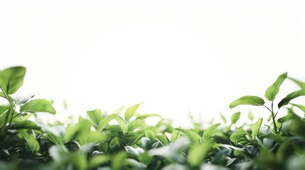 Obraz premium plants at the bottom sides in the foreground with a pure white background