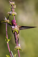 Closeup of a flying hummingbird