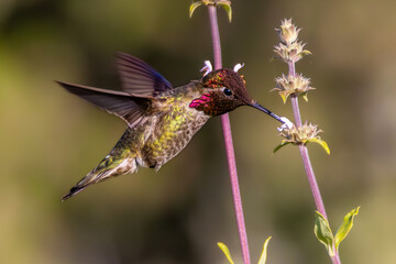 Closeup of a flying hummingbird