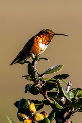 Closeup of a hummingbird