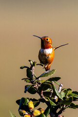 Closeup of a hummingbird