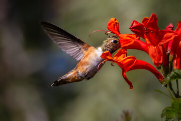 Closeup of a hummingbird