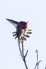 Closeup of a hummingbird