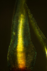 Branch leaf of the moss Ulota crispa, with polarization.