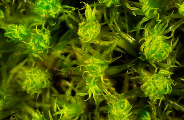 Twisted leaves of the moss Ulota crispa in Connecticut.