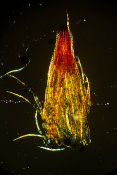 Hairy calyptra of the capsule of Ulota crispa, a moss.