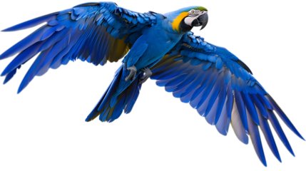 blue parrot isolated on transparent background