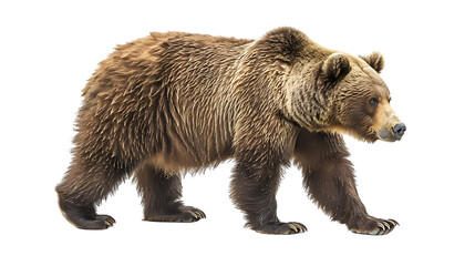 brown bear isolated on transparent background
