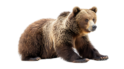 brown bear isolated on transparent background