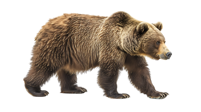 brown bear isolated on transparent background