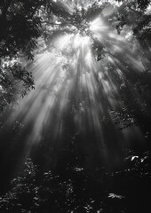 sun rays through the forest, nature , light beams