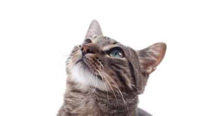 cat looking up isolated on transparent background