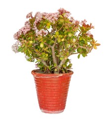 Crassula Ovata plant isolated on white background