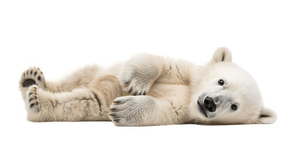 polar bear baby playing isolated on transparent background