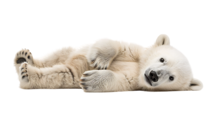 polar bear baby playing isolated on transparent background
