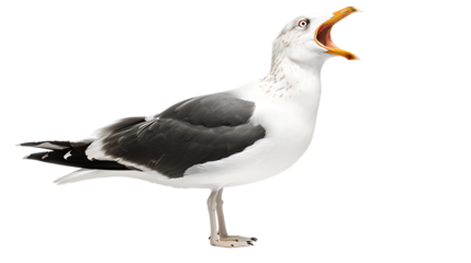 seagull open beak isolated on transparent background