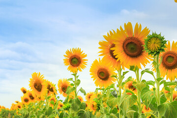 sunflower field in the summer.