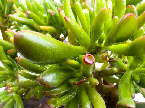 Crassula ovata Gollum Crassula ovata gollum succulent with tubular, trumpet shaped leaves and red tops closeup view