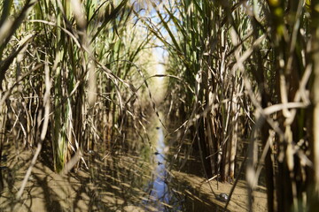 The rice fields are turning yellow and ready to be harvested