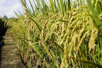 The rice fields are turning yellow and ready to be harvested