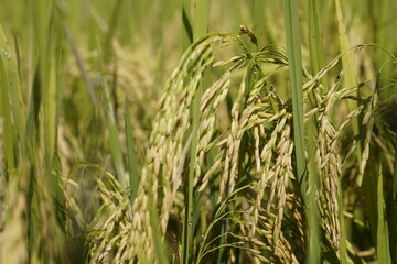 The rice fields are turning yellow and ready to be harvested