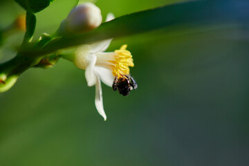 Honey bee perching on white flower