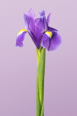 Purple iris flower background, design space