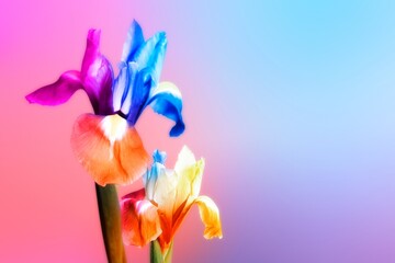 Colorful iris flower background, design space